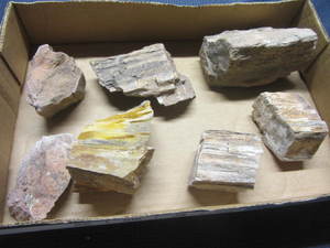 Petrified Wood