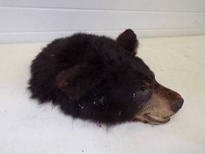 lot 267 image: Bear Head Mount