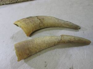 lot 20 image: 2 Bull Horns  BS...