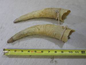 lot 21 image: 2 Bull Horns  BS...