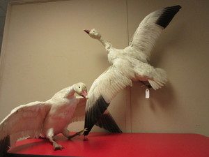 lot 362 image: SNOW GEESE IN FLIGHT TAXIDERMY WALL-MOUNTS