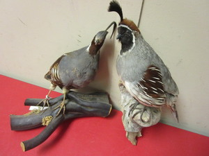 lot 363 image: GAMBEL AND MOUNTAIN QUAIL TAXIDERMY MOUNTS