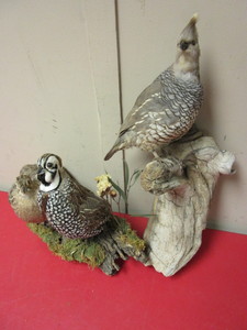 lot 364 image: MEARNS AND SCALED QUAIL TAXIDERMY MOUNTS