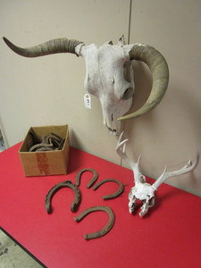 lot 365 image: STEER AND MULE DEER SKULL WALL MOUNTS, ANTIQUE HORSESHOES