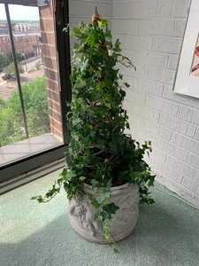 lot 35 image: Pair of Cement Cherub Planters with Topiaries