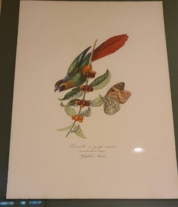 lot 72 image: Pair of Framed Botanical Prints