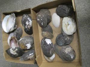lot 525 image: (2) Boxes of Sea Shells See Photos...