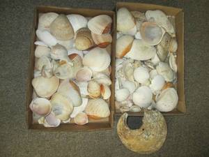 lot 528 image: (2) Boxes of Sea Shells See Photos...