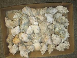 lot 529 image: (2) Boxes of Sea Shells See Photos...