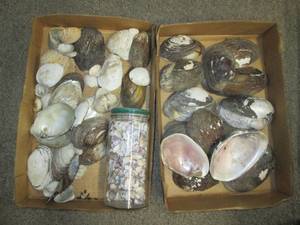 lot 530 image: (2) Boxes of Sea Shells See Photos...
