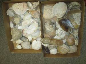 lot 531 image: (2) Boxes of Sea Shells See Photos...