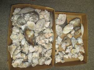lot 532 image: (2) Boxes of Sea Shells See Photos...
