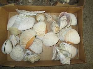 lot 527 image: (2) Boxes of Sea Shells See Photos...