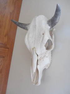 Bovine Skull
