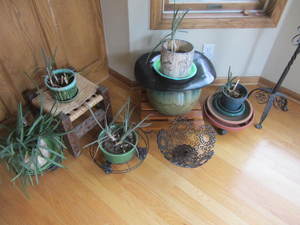 Houseplants