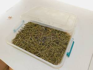Container of Nails