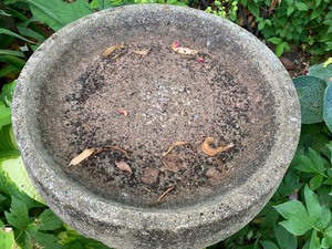 lot 6 image: Petite Cement Bird Bath