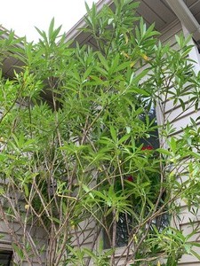 lot 31 image: Large Flowering PlantTree