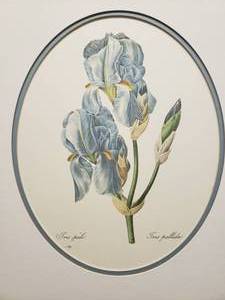 lot 116 image: Gorgeous Botanical Print