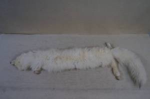 lot 144 image: White Mink Fur StoleShawl