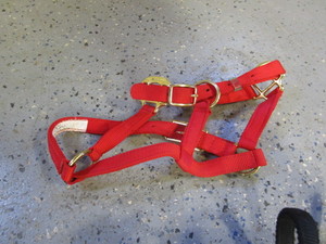(2) Colt Halters