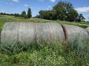 (8) Bales of 2019 AlfalfaBroom