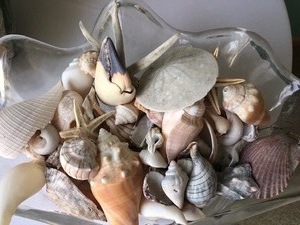 lot 214 image: Large Lot of Seashells