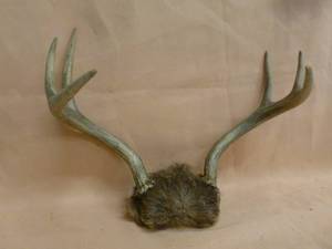 lot 52 image: Deer Antler Rack