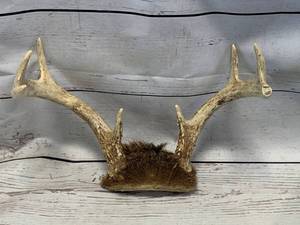 lot 25 image: Deer Antler Rack