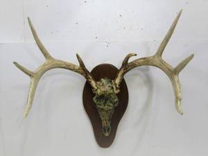 lot 269 image: Dear Antler wCamouflage Metal Skull