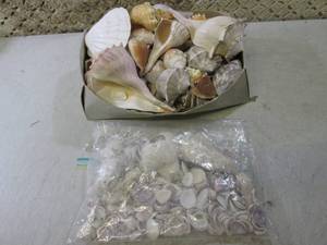 lot 53 image: Box and Bag Full of Assorted Sea Sh...