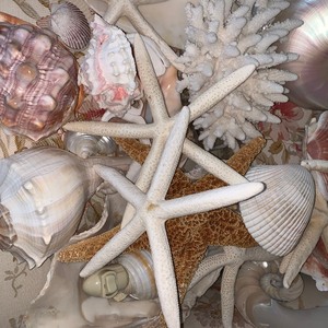 lot 303 image: Lot of Various Seashells