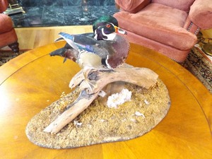 lot 50 image: Wood Duck Taxidermy