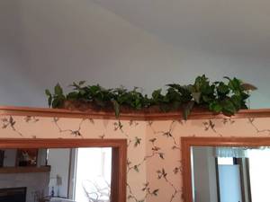 lot 44 image: Greenery