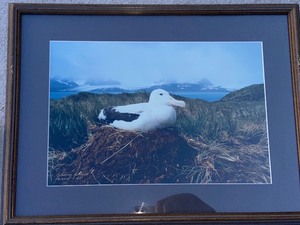 lot 61 image: Set 4 Framed Photography by Johnny Johnson Wandering Albatross