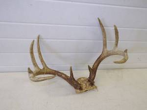 lot 117 image: Deer Antler Mount