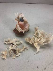 lot 129 image: Vintage Corral and Sea Shell