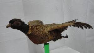 lot 81 image: Pheasant Mount (Older Mount)