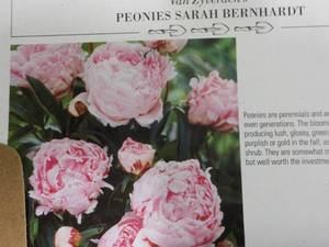 lot 126 image: 20 Sarah Bernhardt Peonies Roots...