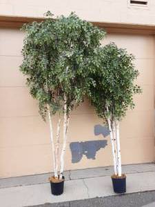 lot 26 image: 9 & 10 Faux Birch Trees