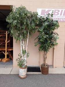 lot 27 image: 8 & 10 Faux Birch Trees