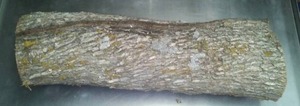 lot 149 image: Ironwood Log, interesting growth.