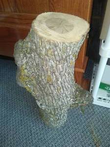 lot 233 image: Ironwood Log
