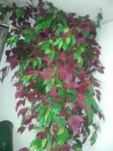 lot 262 image: 9 foot artificial tree  beautiful.