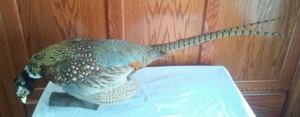 lot 309 image: Taxidermy Pheasant - Perfect.