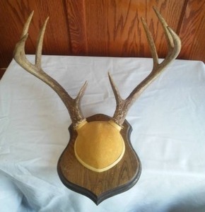 lot 310 image: Taxidermy 8 point Deer Antlers  1986. From King Ranch.
