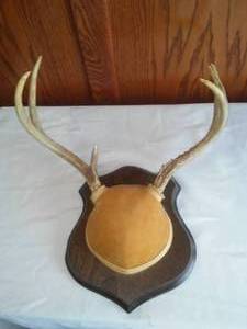lot 311 image: Taxidermy 7 point Deer Antlers  Nice.