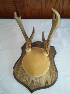 lot 312 image: Taxidermy 7 point Deer Antlers Nice.