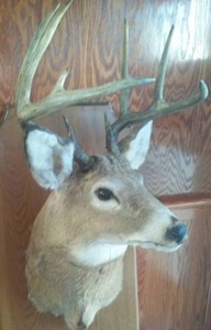 lot 32 image: 9 Point Buck Mount Head and Antlers - Excellent