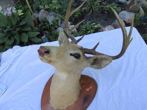 lot 5 image: Deer Head...